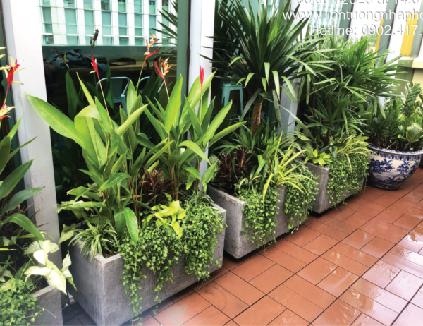 Chậu cây đá ong xám sân vườn - Hình ảnh 4